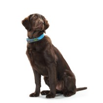 Collier pour Chien Hunter Convenience 47-55 cm L Turquoise