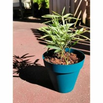 Pot Riviera Bleu Ø 55 cm