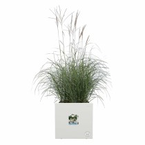 Pot Elho 29,5 x 29,5 x 49,5 cm Blanc Plastique Carré Moderne