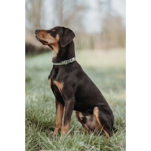 Hundehalsband Hunter grün 45-65 cm