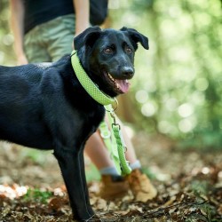 Collier pour Chien Hunter Plus Fil Taille XL Citron (45-70 cm)