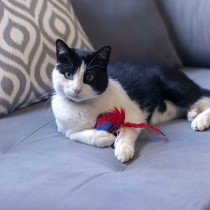 Cat toy Spider-Man