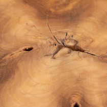 Side table Natural Black Teak 50 x 50 x 40 cm