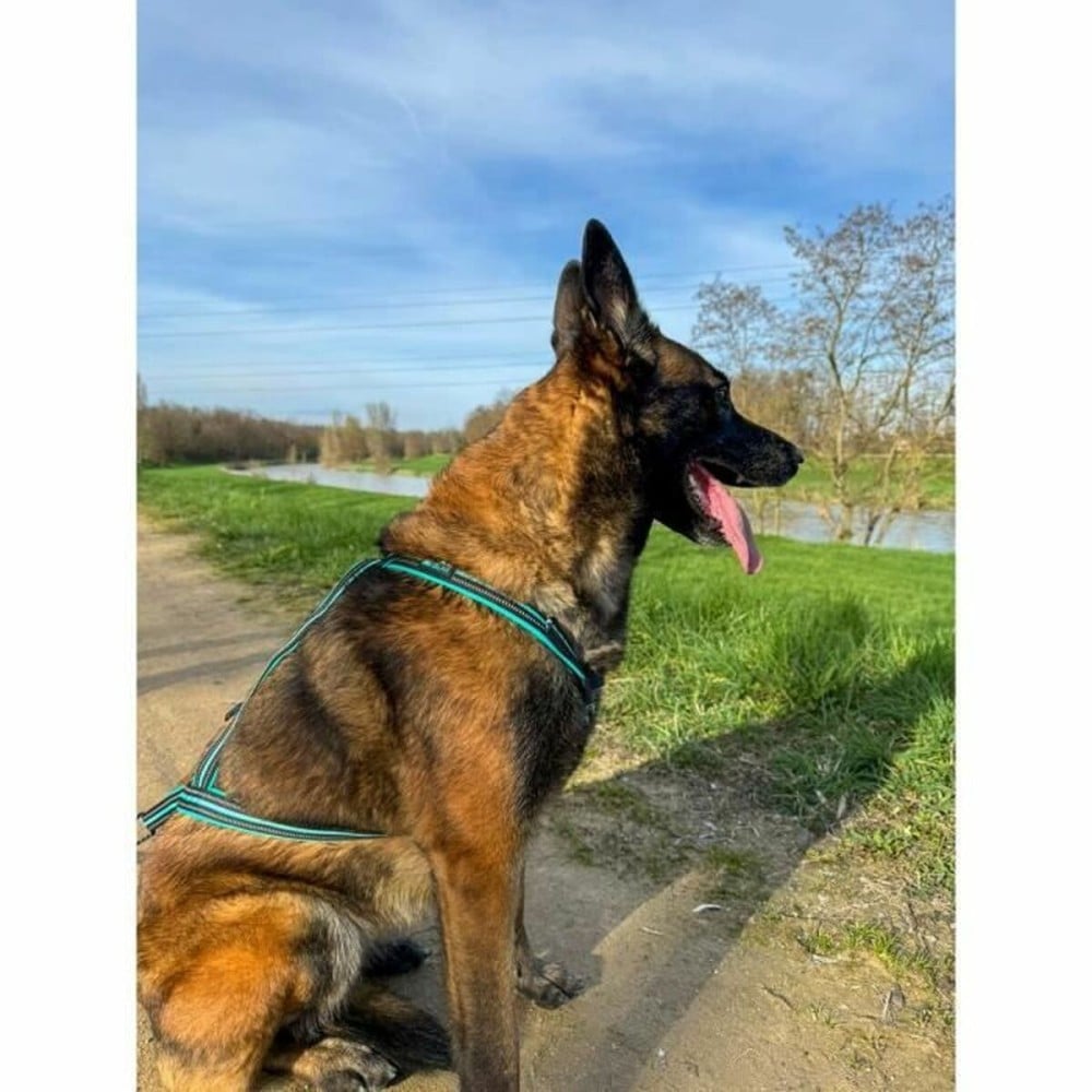 Hundegeschirr Olympia XS