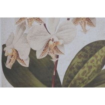 Bild Home ESPRIT Tropical Orchidee 50 x 2,5 x 70 cm (2 Stück)