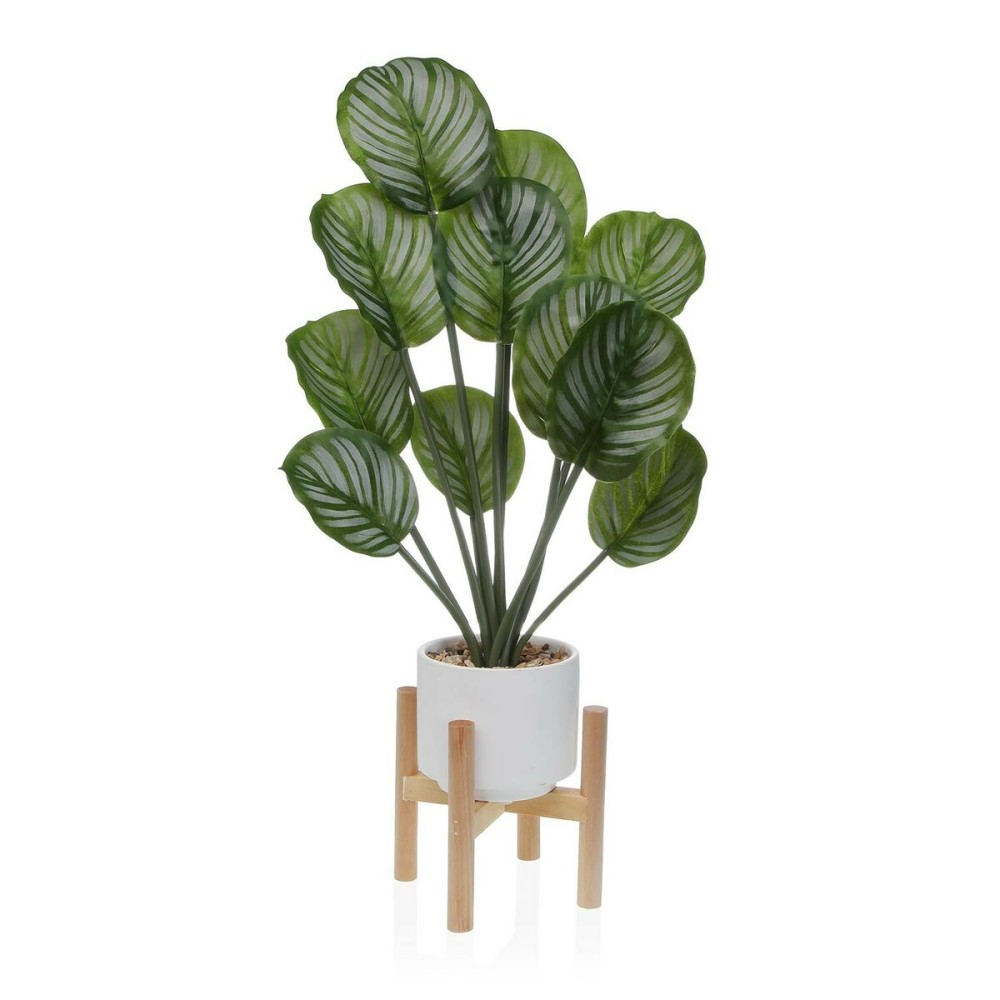 Decorative Plant Versa