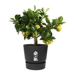 Blumentopf Elho Greenville Schwarz Kunststoff kreisförmig rund Ø 30 cm Ø 29,5 x 27,8 cm