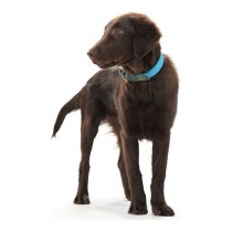 Collier pour Chien Hunter Convenience Turquoise (42-50 cm)