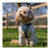 Harnais pour Chien Company of Animals CarSafe Noir XS