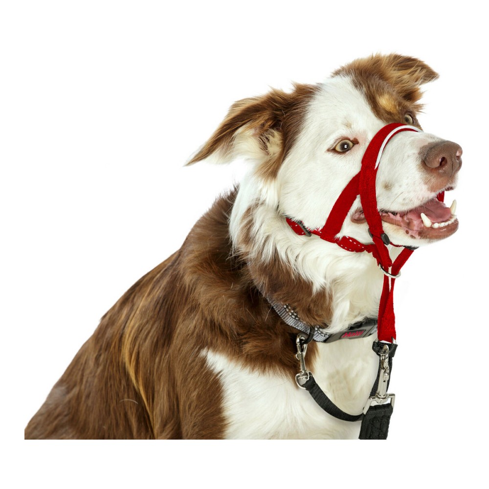 Collier d'entraînement pour chiens Company of Animals Halti Muselière (40-54 cm)