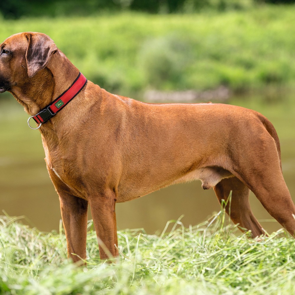 Hundehalsband Hunter Neopren Vario Rot (40-45 cm)