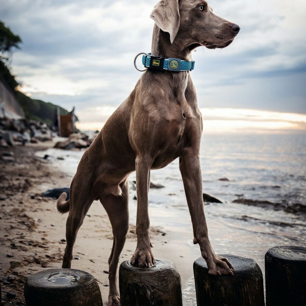 Collier pour Chien Hunter Plus Fil Turquoise 11