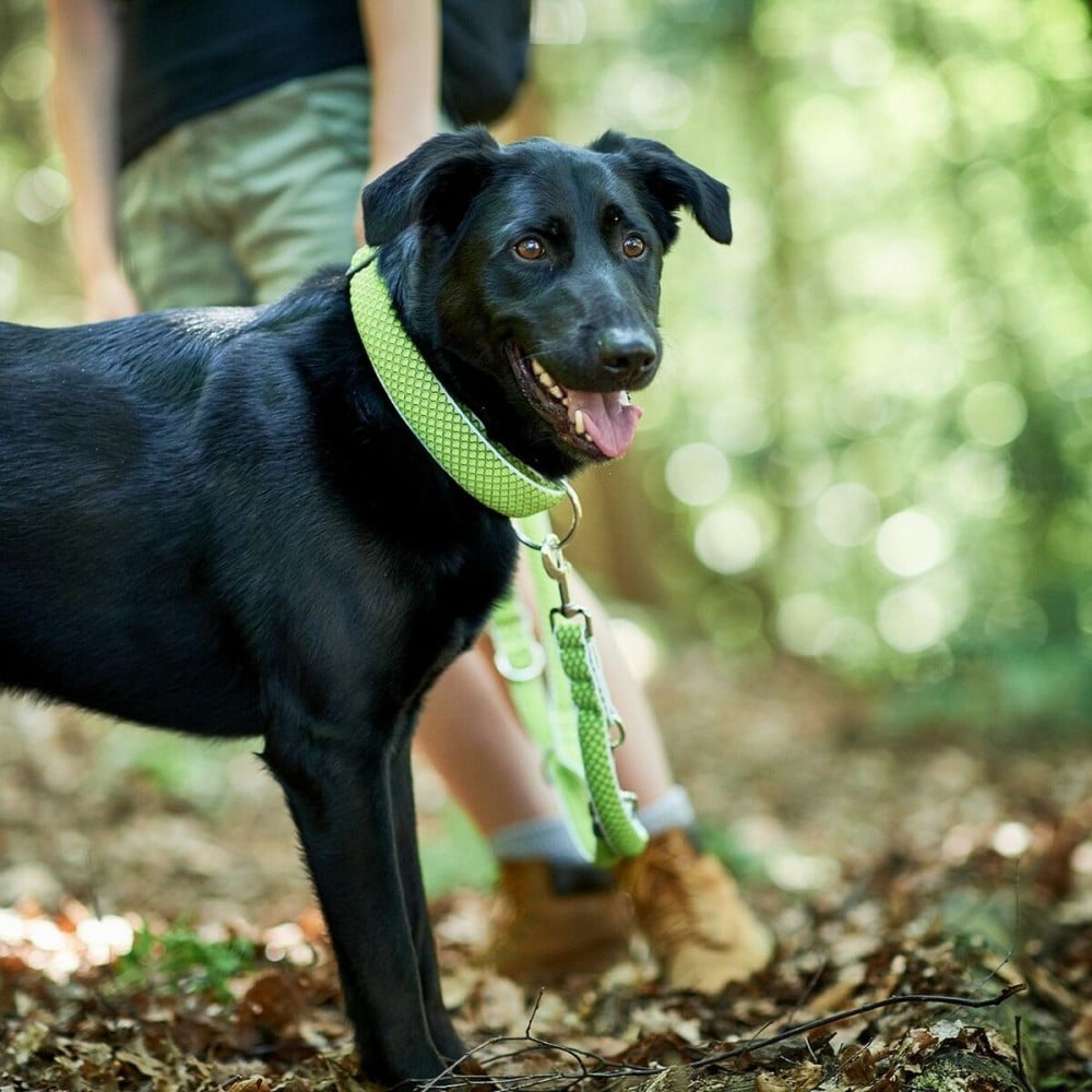 Dog collar Hunter Plus Thread Size XL Lime (45-70 cm)