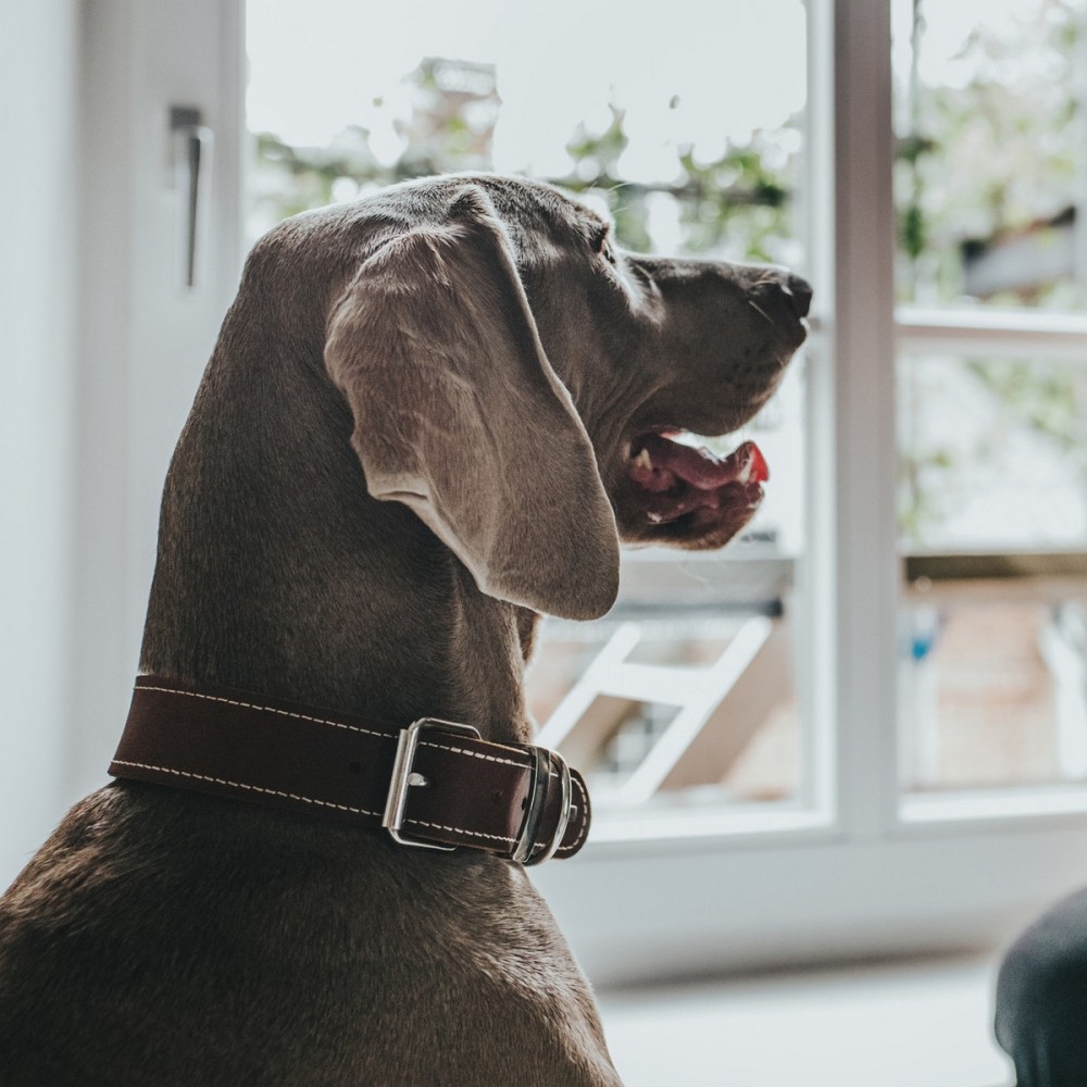 Collier pour Chien Hunter Aalborg Special Cognac