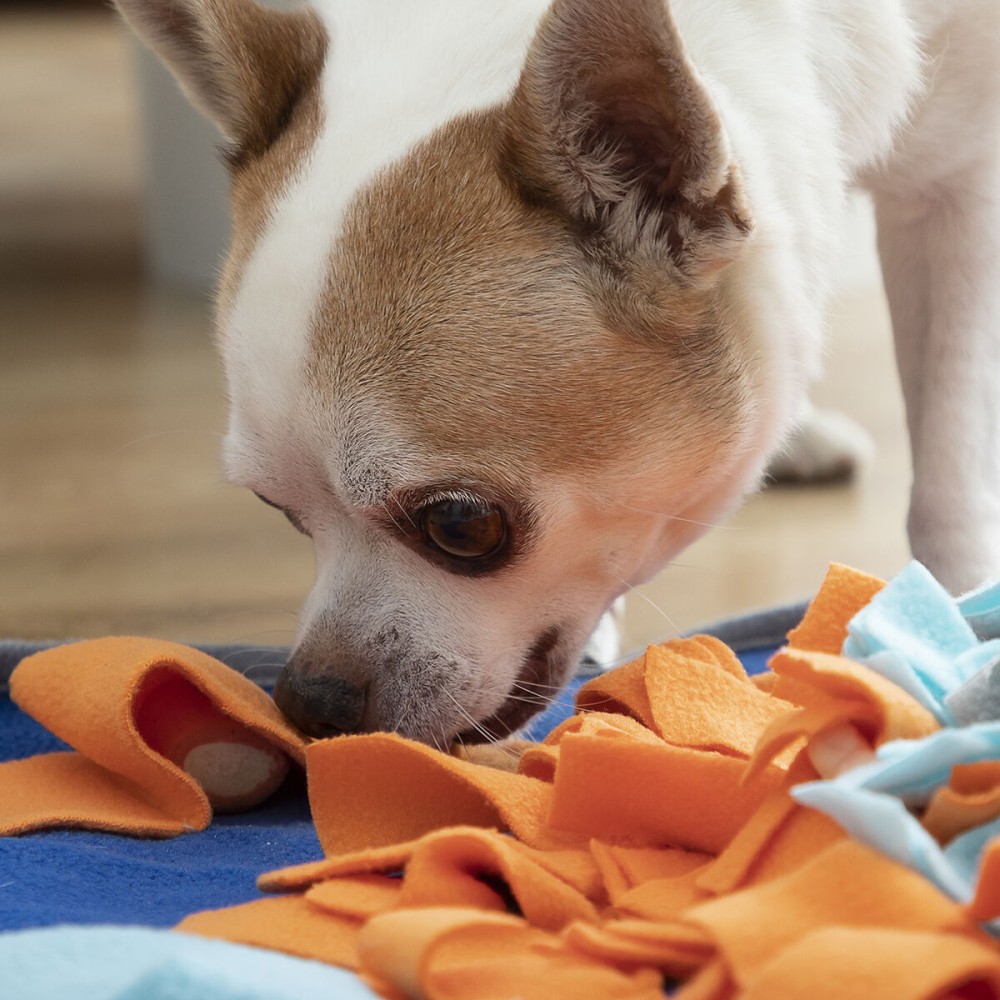 Tapis Olfactif pour Animaux de Compagnie Fooland InnovaGoods