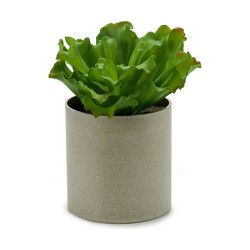 Decorative Plant 20 x 25 x 20 cm (6 Units)