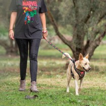 Laisse pour Chien Marvel Rouge