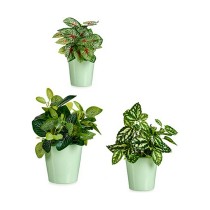 Set of pots Ibergarden LINCE PQ - 6019 Green Clay (6 Units)