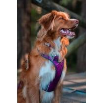 Harnais pour Chien Red Dingo Dingo 25-36 cm 31-43 cm Violet XS