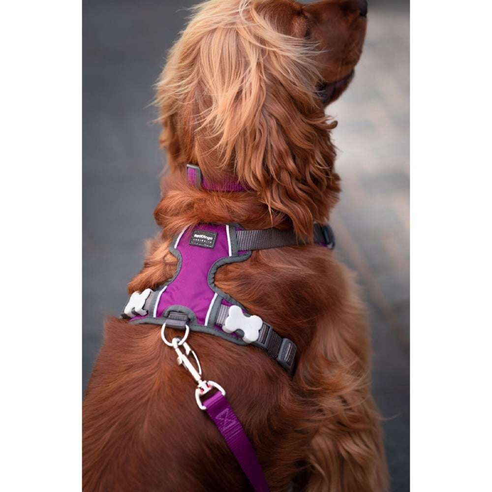 Harnais pour Chien Red Dingo Dingo 25-36 cm 31-43 cm Violet XS