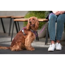 Harnais pour Chien Red Dingo Dingo 25-36 cm 31-43 cm Violet XS