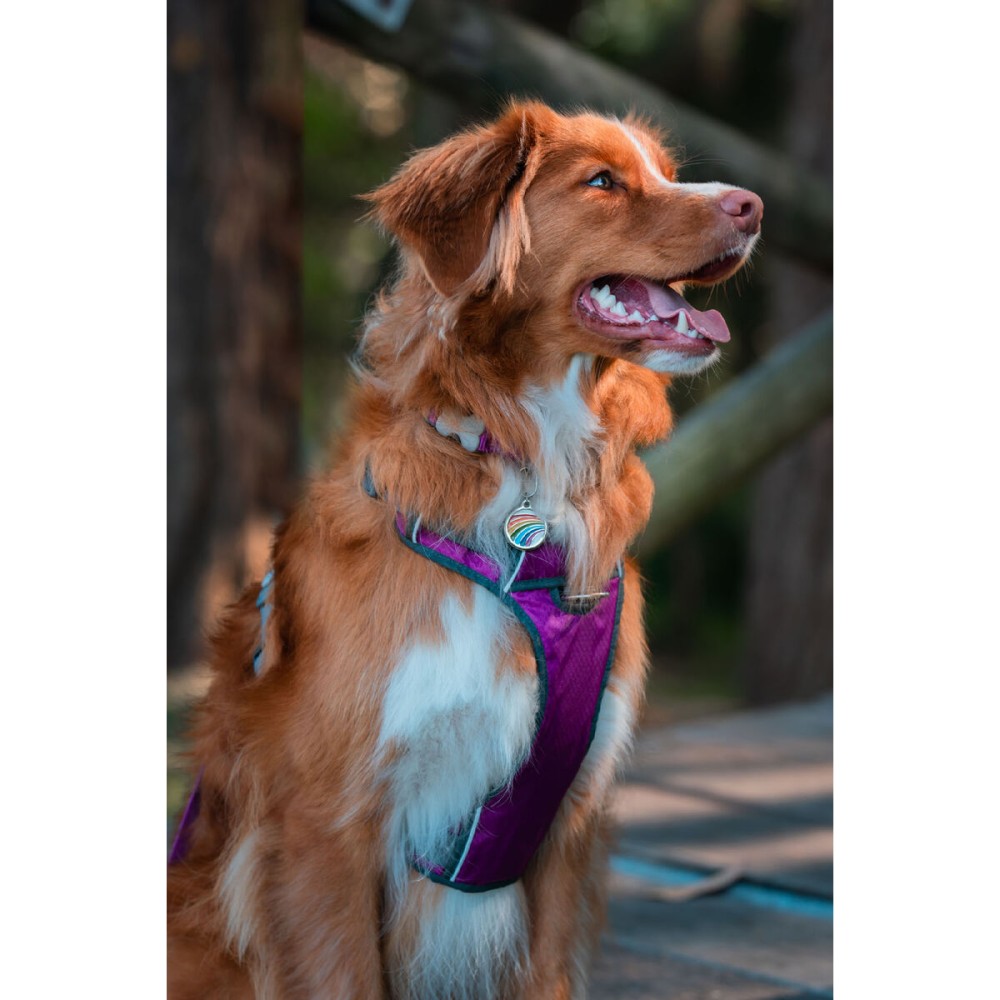 Harnais pour Chien Red Dingo Dingo 30-47 cm 37-52 cm Violet S