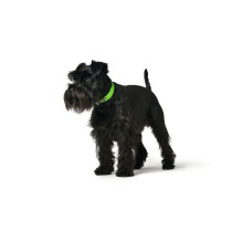 Collier pour Chien Hunter Convenience 53-61 cm L/XL Vert