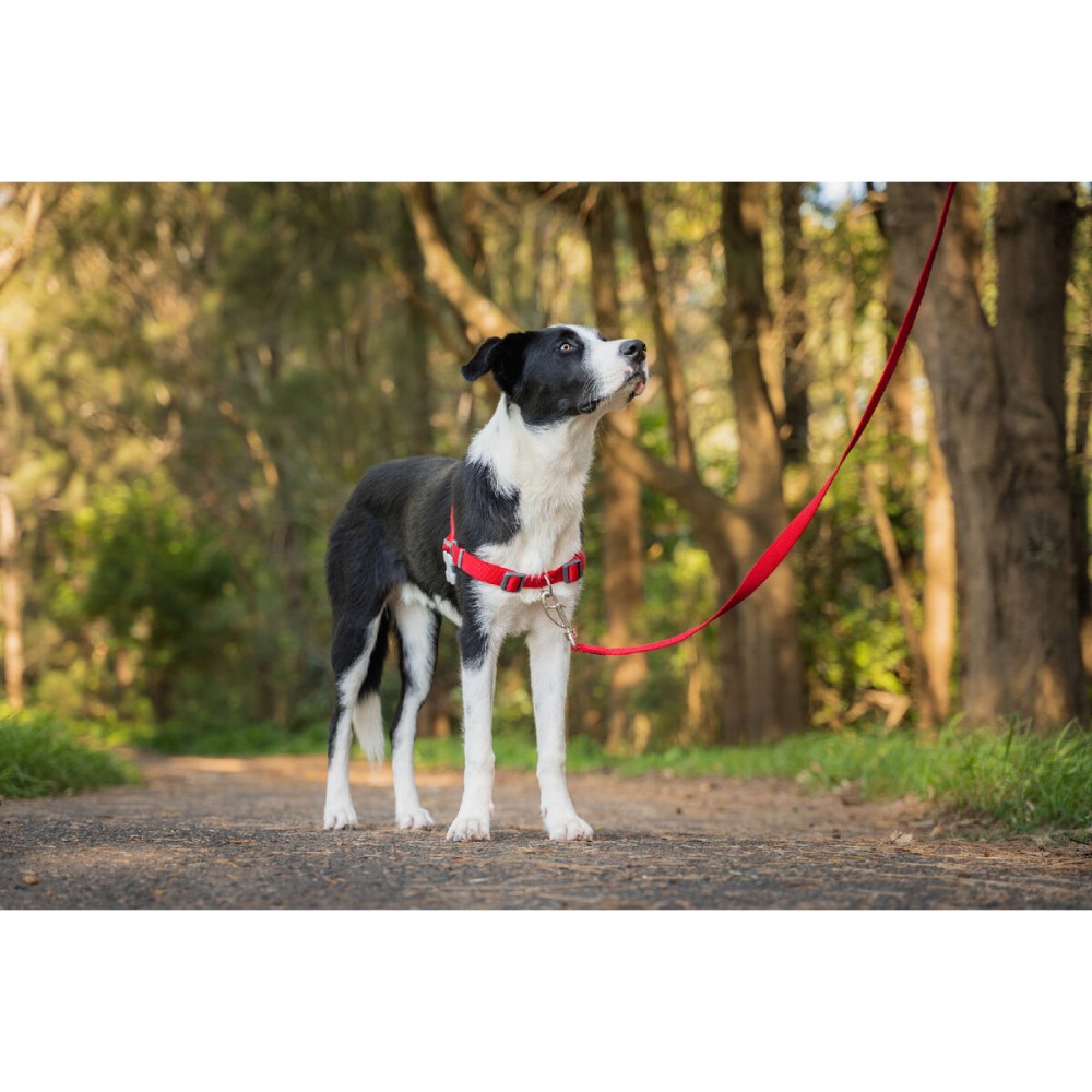 Harnais pour Chien Red Dingo 70-98 cm Rouge L