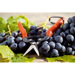 Ciseaux de jardin Stocker Acier forgé 19 cm Récolte des fruits et légumes Raisins