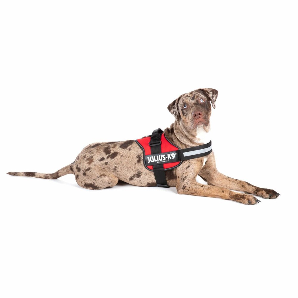 Harnais pour Chien Julius K9 Power Rouge L/XL 2