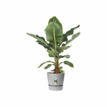 Plant pot Elho Greenville Ø 24,48 cm Plastic