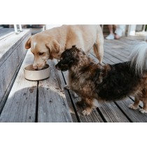 Mangeoire pour chiens Hunter OSBY