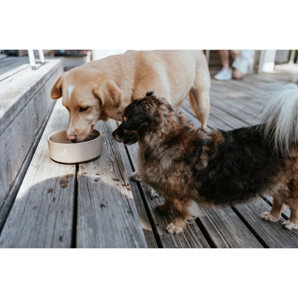 Mangeoire pour chiens Hunter OSBY