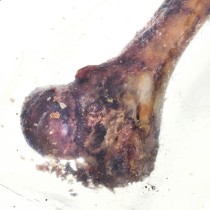 Dog Snack Petmex Ham bone Pig 200 g