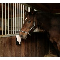 Vêtements pour animaux de compagnie Kerbl Oui