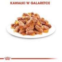 Aliments pour chat Royal Canin Kitten Jelly Poulet 85 g