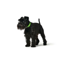 Hundehalsband Hunter Convenience 23-31 cm grün XS/S