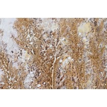 Bild Home ESPRIT Blau Gold Strand Mediterraner 80 x 3 x 80 cm (2 Stück)