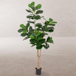 Dekorationspflanze Polyurethan Zement Ficus 175 cm