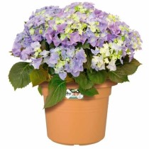 Plant pot Elho Circular Pink Plastic Ø 30 cm