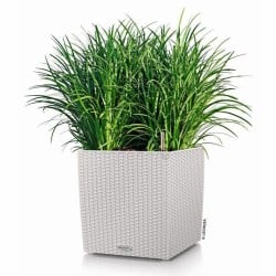 Plant pot Lechuza 50 x 50 cm