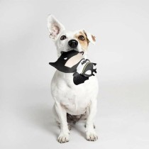 Hundespielzeug Batman