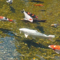Clarificateur de piscine Ubbink AlgClear 2500