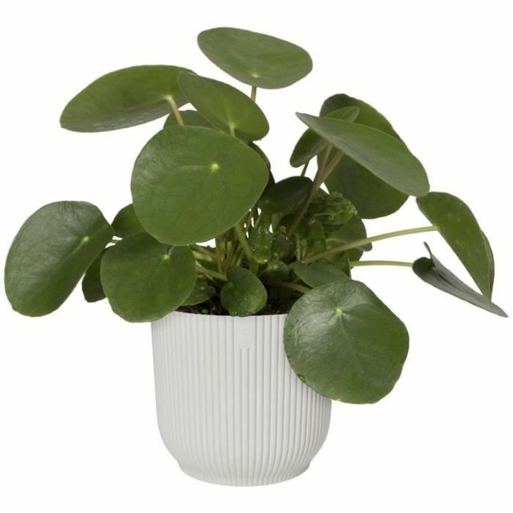 Plant pot Elho Ø 25 cm Circular White Plastic