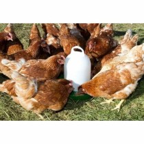 Automatic feeder Kerbl White Plastic