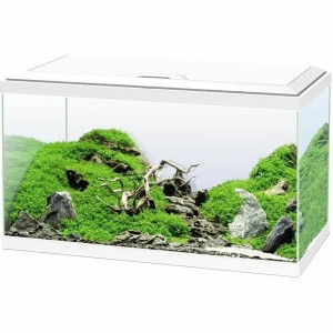 Wassermann Ciano