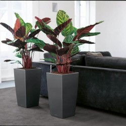 Blumentopf Lechuza 40 x 40 x 76 cm Schwarz Polypropylen Kunststoff rechteckig