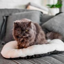 Hundebett Ferplast