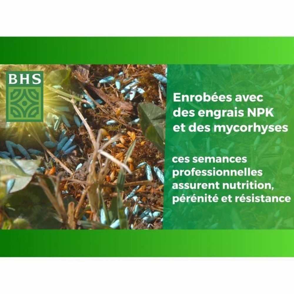 Graines BHS 1 kg