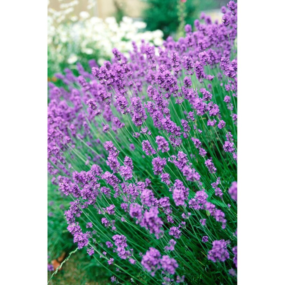 Mothproof Orion Lavendar